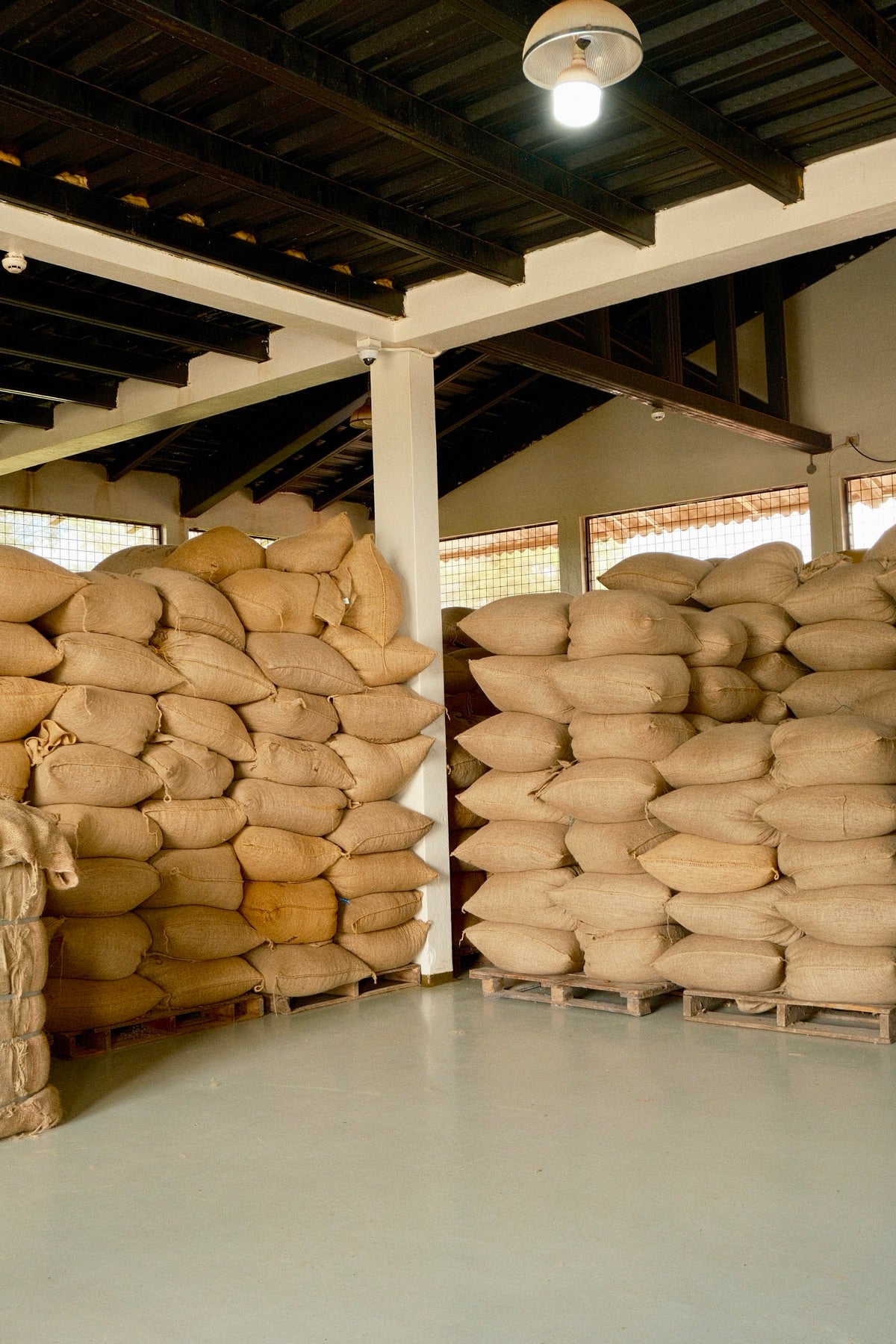 Burlap sacks of cacao beans stacked in Hacienda Victoria's warehouse