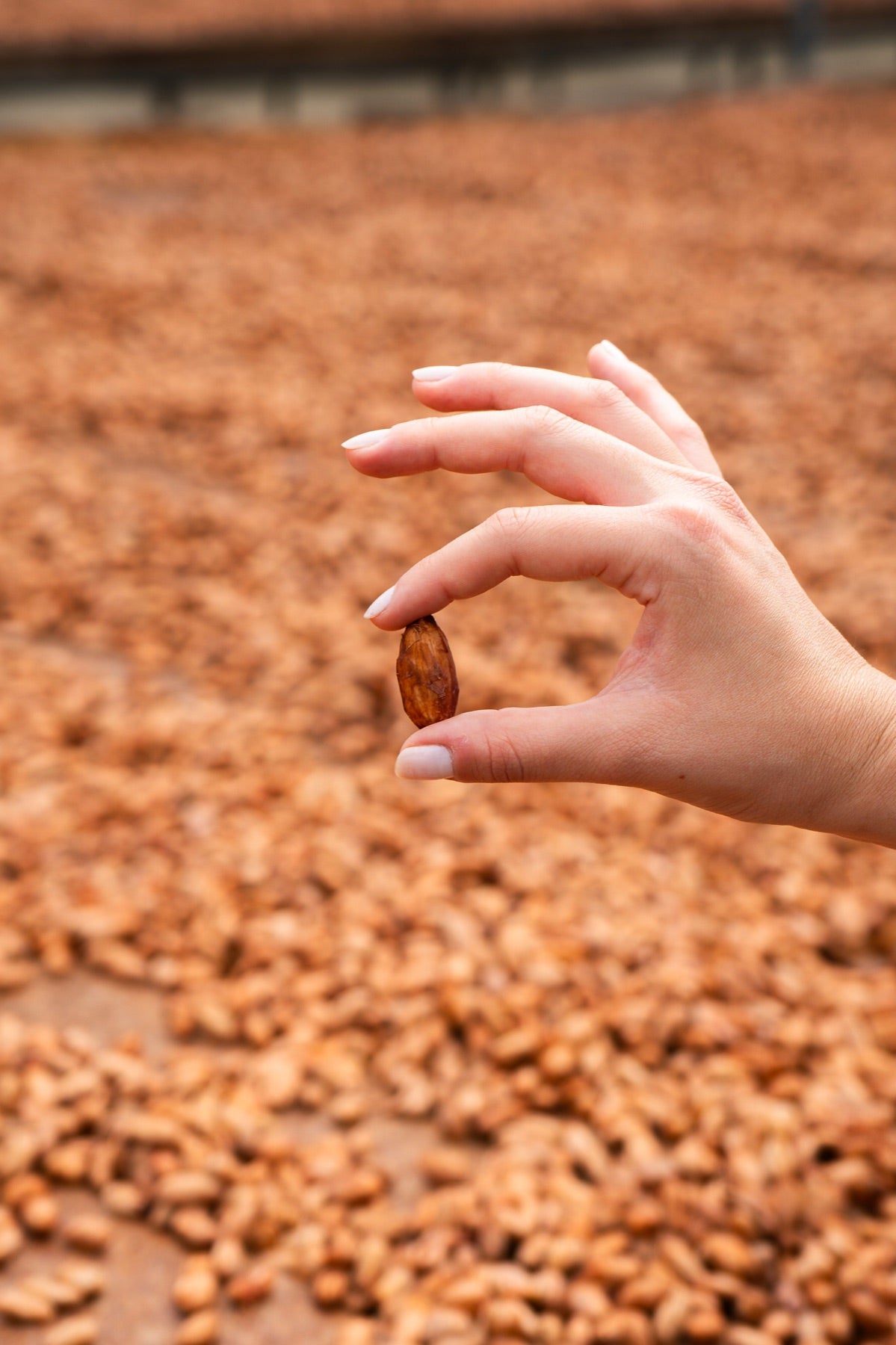 A single dried Nacional Arriba cacao bean held by hand