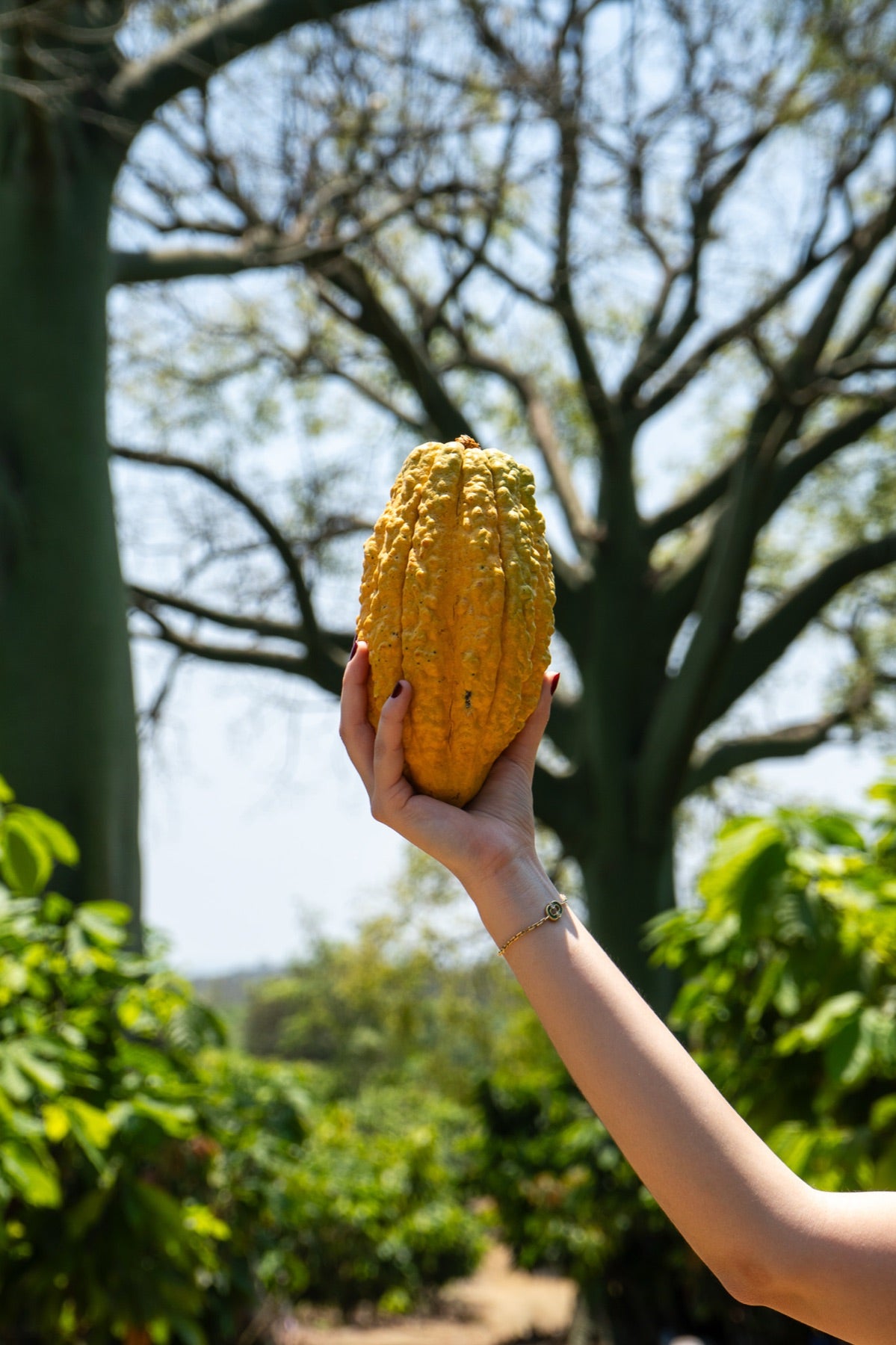 A hand holding a ripe cacao pod at Hacienda Victoria