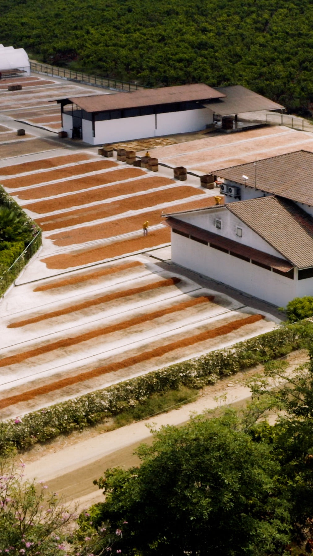 Cacao beans drying in the sun on Hacienda Victoria's tendales